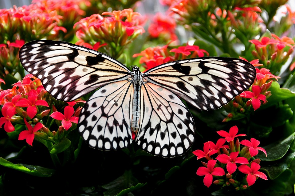 ztree-nymph-butterfly-1310716_960_720.jpg