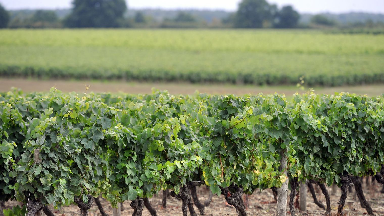 la-viticulture-francaise-veut-au-minimum-reussir-a-stabiliser-sa-production-pour-resister-a-la-concurrence-de-l-espagne-et-de-l-italie_5252635.jpg
