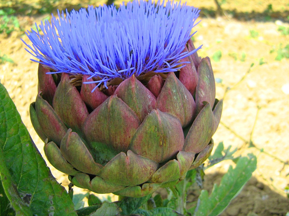 Zartichoke-1291014_960_720.jpg