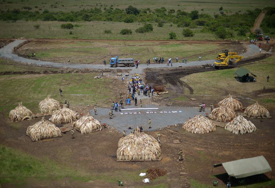 ces-montagnes-d-ivoire-au-kenya-seront-brulees-samedi-le-pays-veut-sonner-ainsi-la-fin-du-trafic-illegal-de-l-or-blanc-responsable-du-declin-alarmant-de-la-population-des-elephants-sur-le-continent-africain-photo-afp.jpg