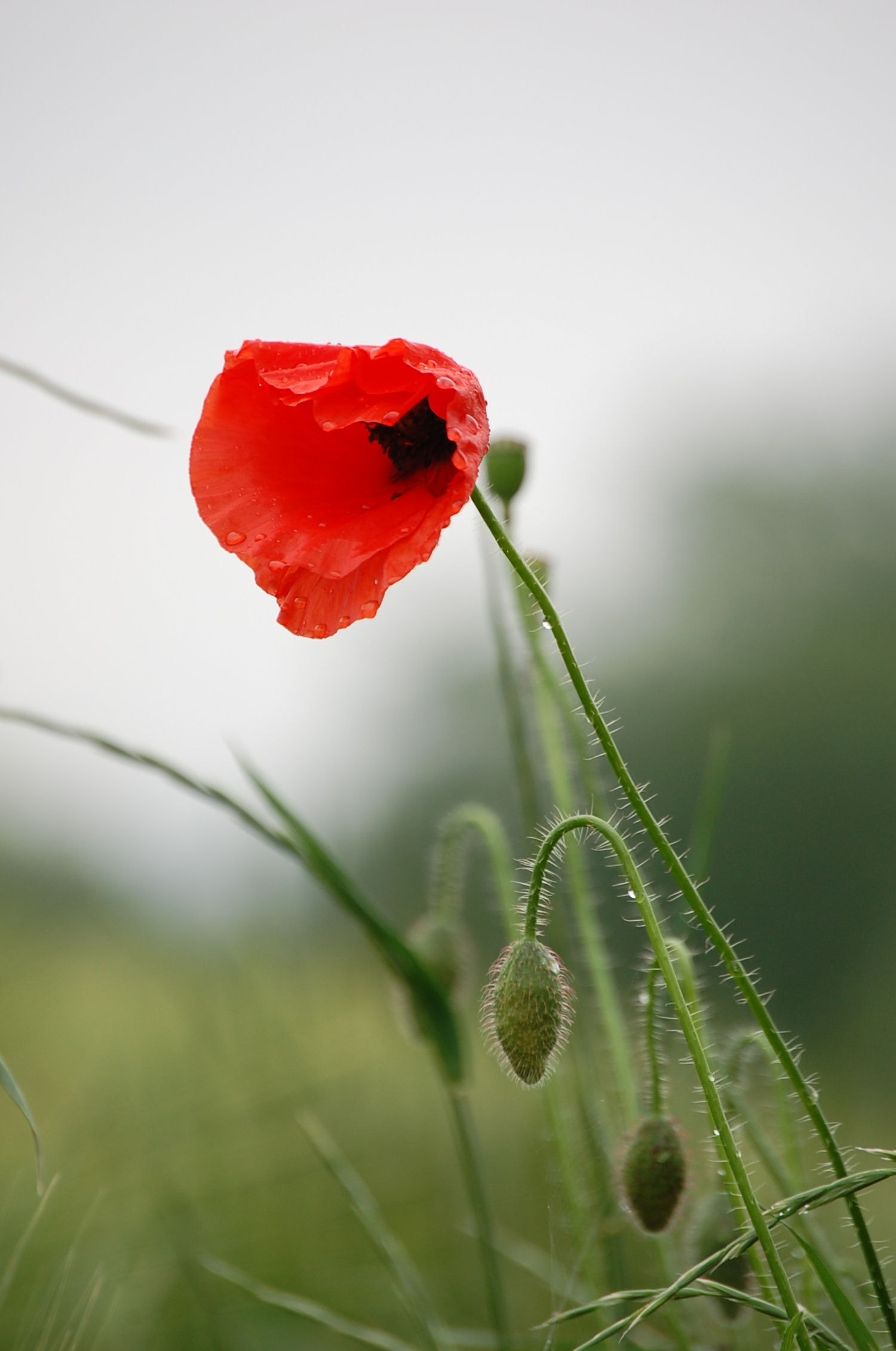 10295635-gentil-coquelicot.jpg