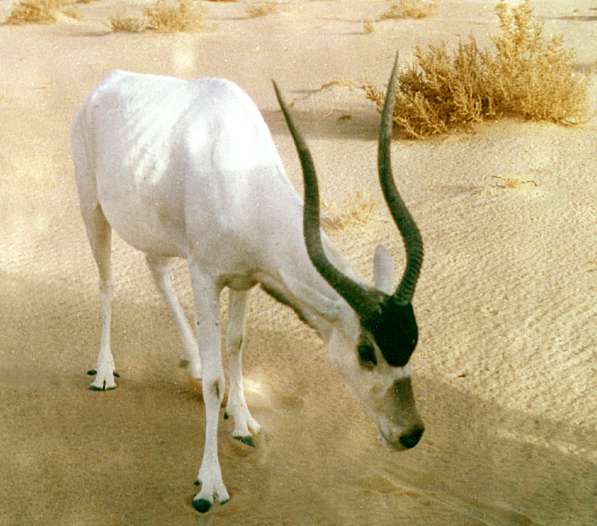 addax1.jpg