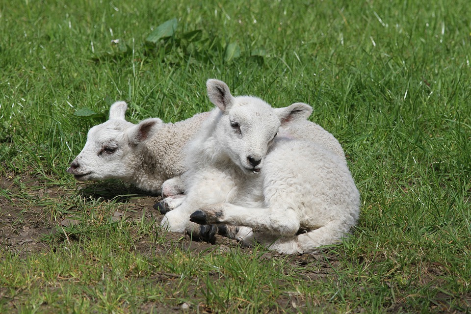 lambs-1400332_960_720.jpg