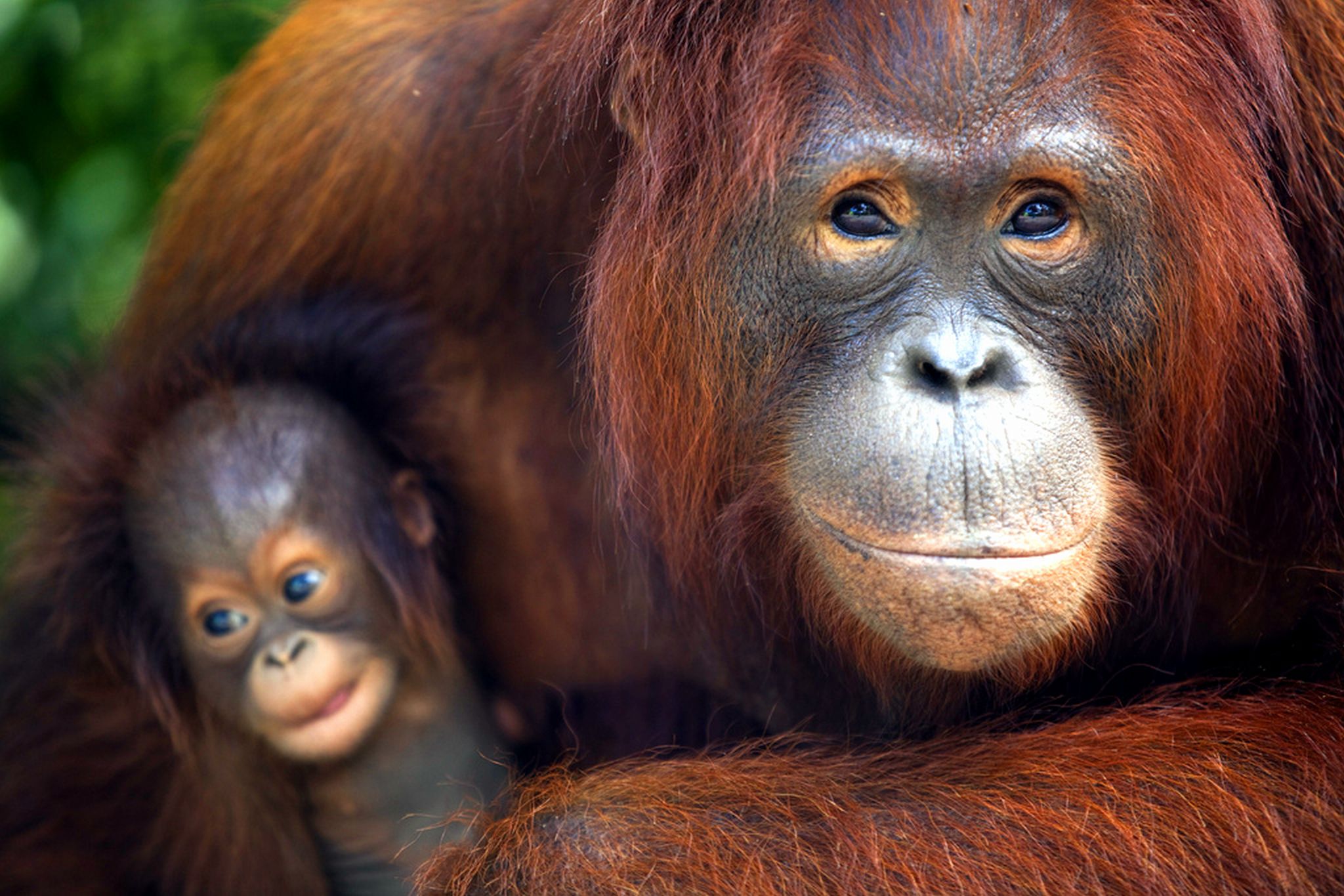 Orangutan and kid_0.jpg