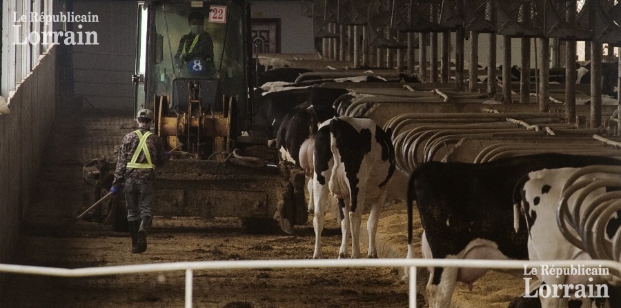 la-promiscuite-des-vaches-dans-ces-fermes-geantes-augmente-le-risque-de-maladies-comme-la-brucellose-photo-afp-1482792632.jpg