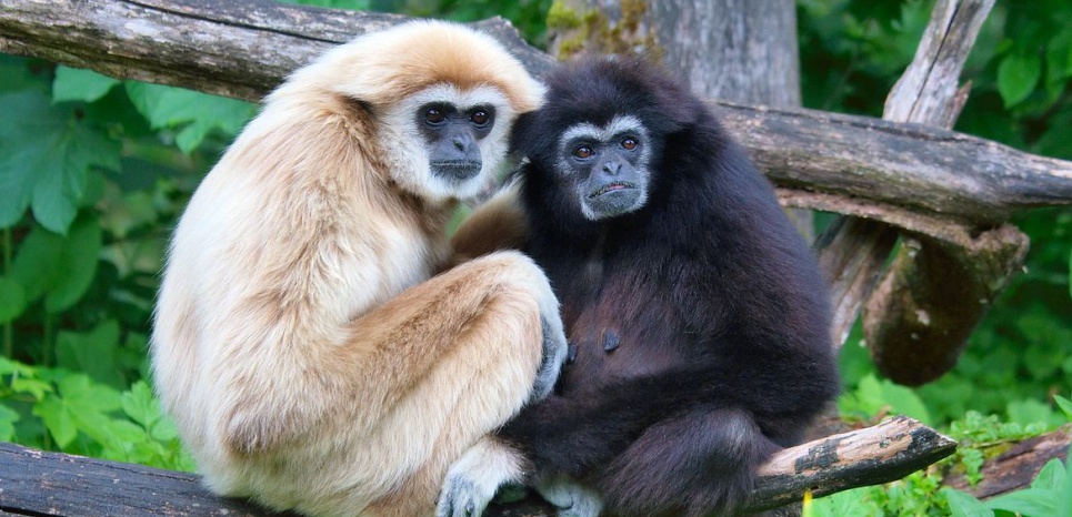 15848503-les-primates-sont-en-danger-d-extinction-et-c-est-de-notre-faute.jpg