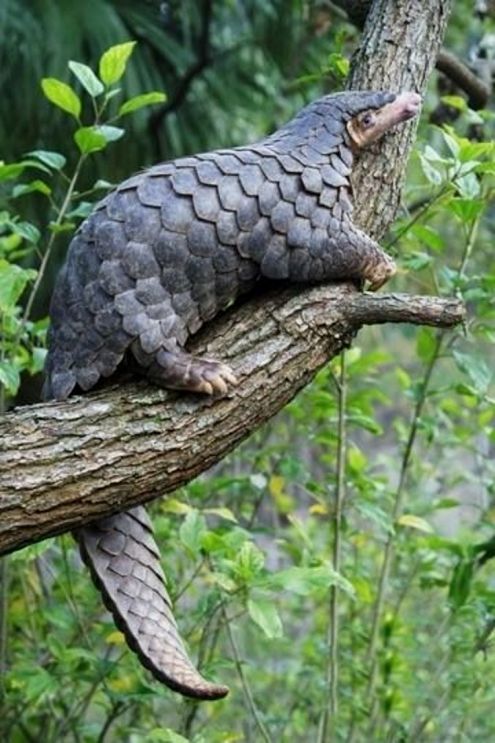 pangolinbd4.jpg