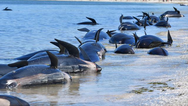 des-baleines-echouees-a-farewell-spit-en-nouvelle-zelande-le-11-fevrier-2017_5798585.jpg