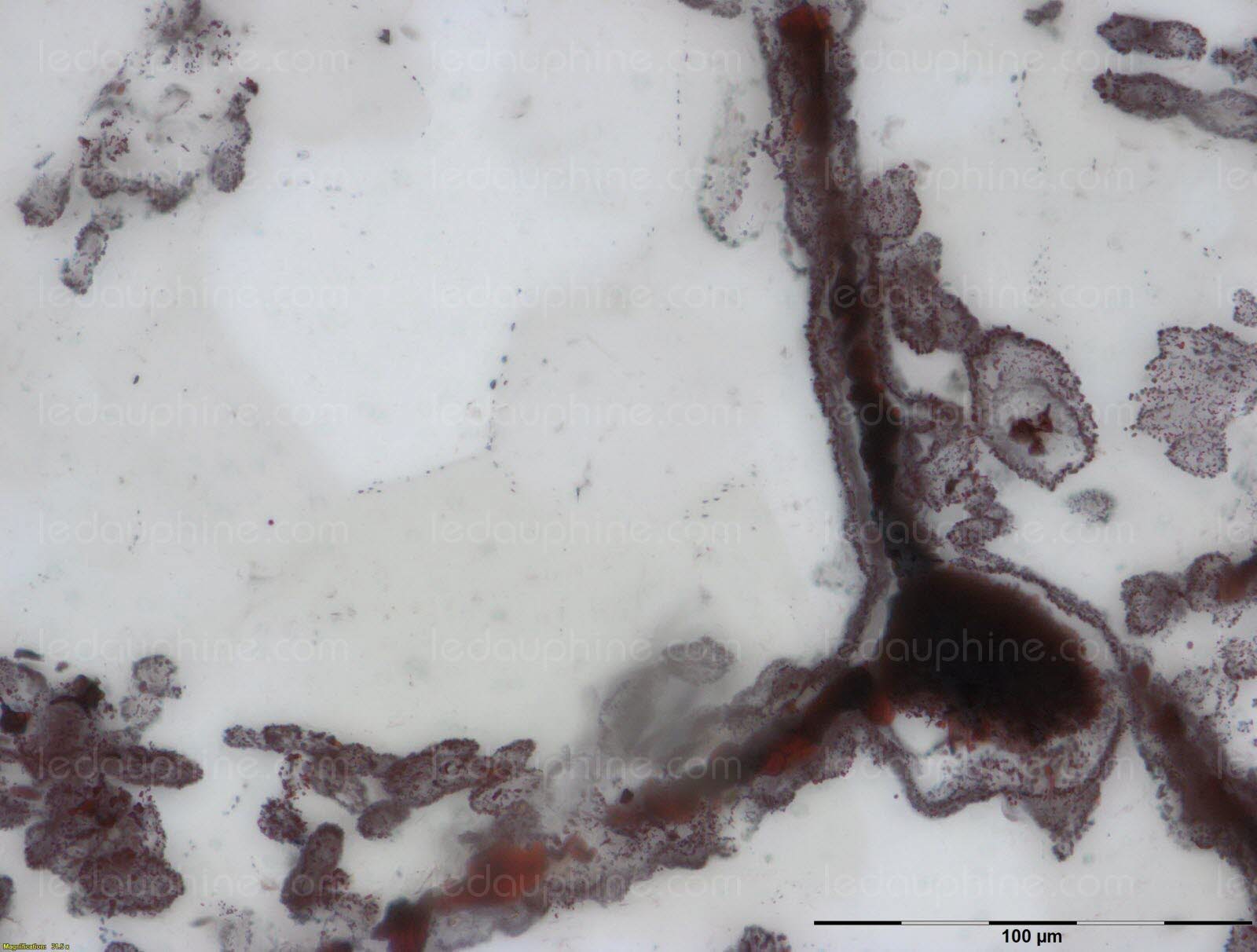 les-scientifiques-ont-mis-en-evidence-ces-microfossiles-dans-des-couches-de-quartz-du-site-geologique-de-la-ceinture-nuvvuagittuq-au-nord-est-du-quebec-(canada)-photo-afp-nature-publishing-group-matt-dodd-1488394042.jpg