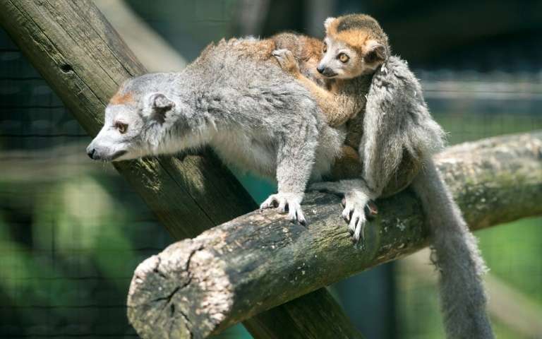 electra-g-lemur-couronne-et-son-bebe-le-3-juin-2017-a-besancon.jpg