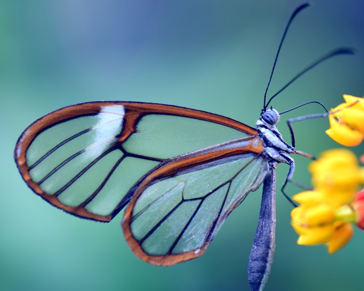 butterfly-2147812_1280.jpg