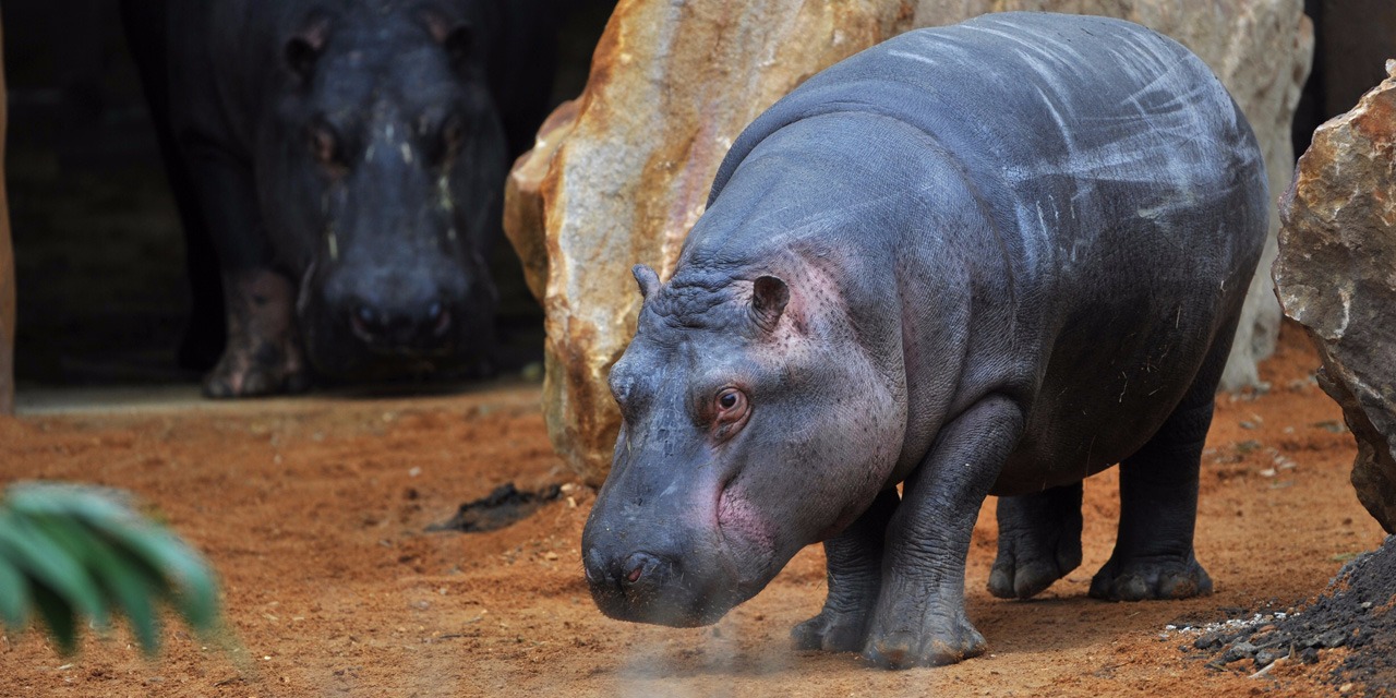 Bertha-la-plus-vieille-des-hippopotames-est-morte.jpg