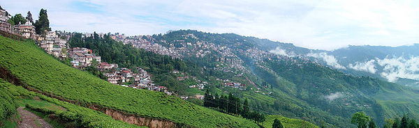 plantation-de-Darjeeling-inde-600p.jpg