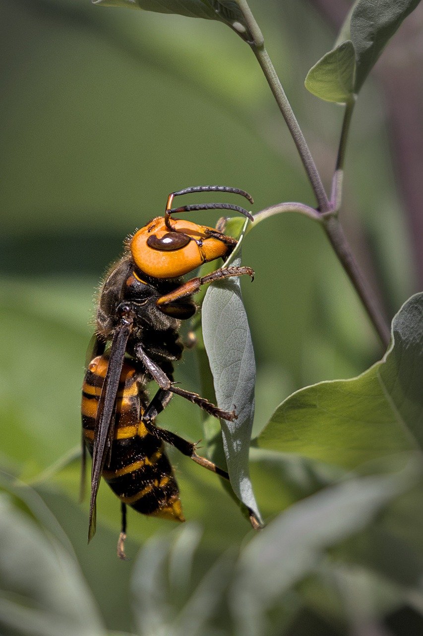 asian-giant-hornet-8335576_1280