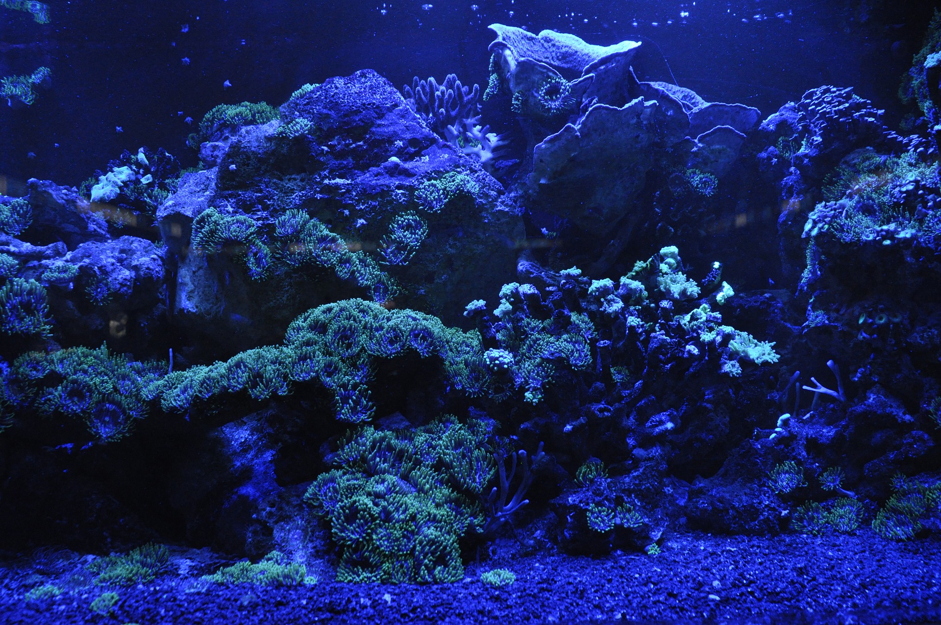 coral-reef-692957_1920