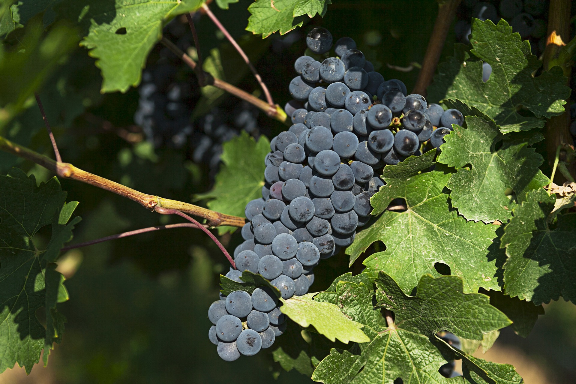 grapes-1063517_1920
