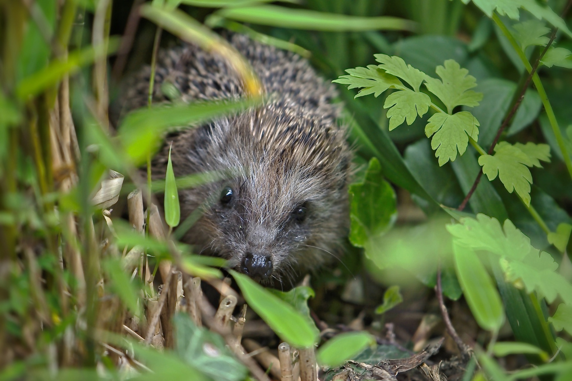 hedgehog-5188304_1920