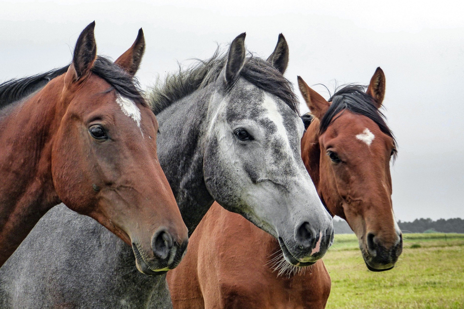 horses-1414889_1920