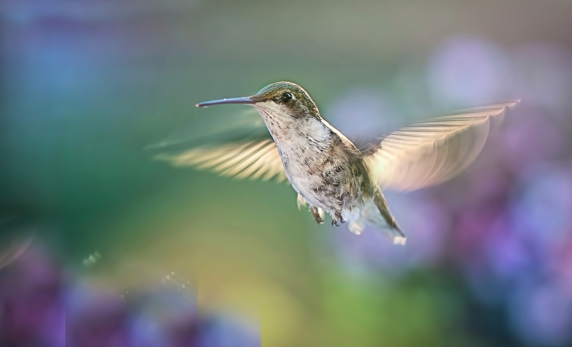 hummingbird-5477966_1920