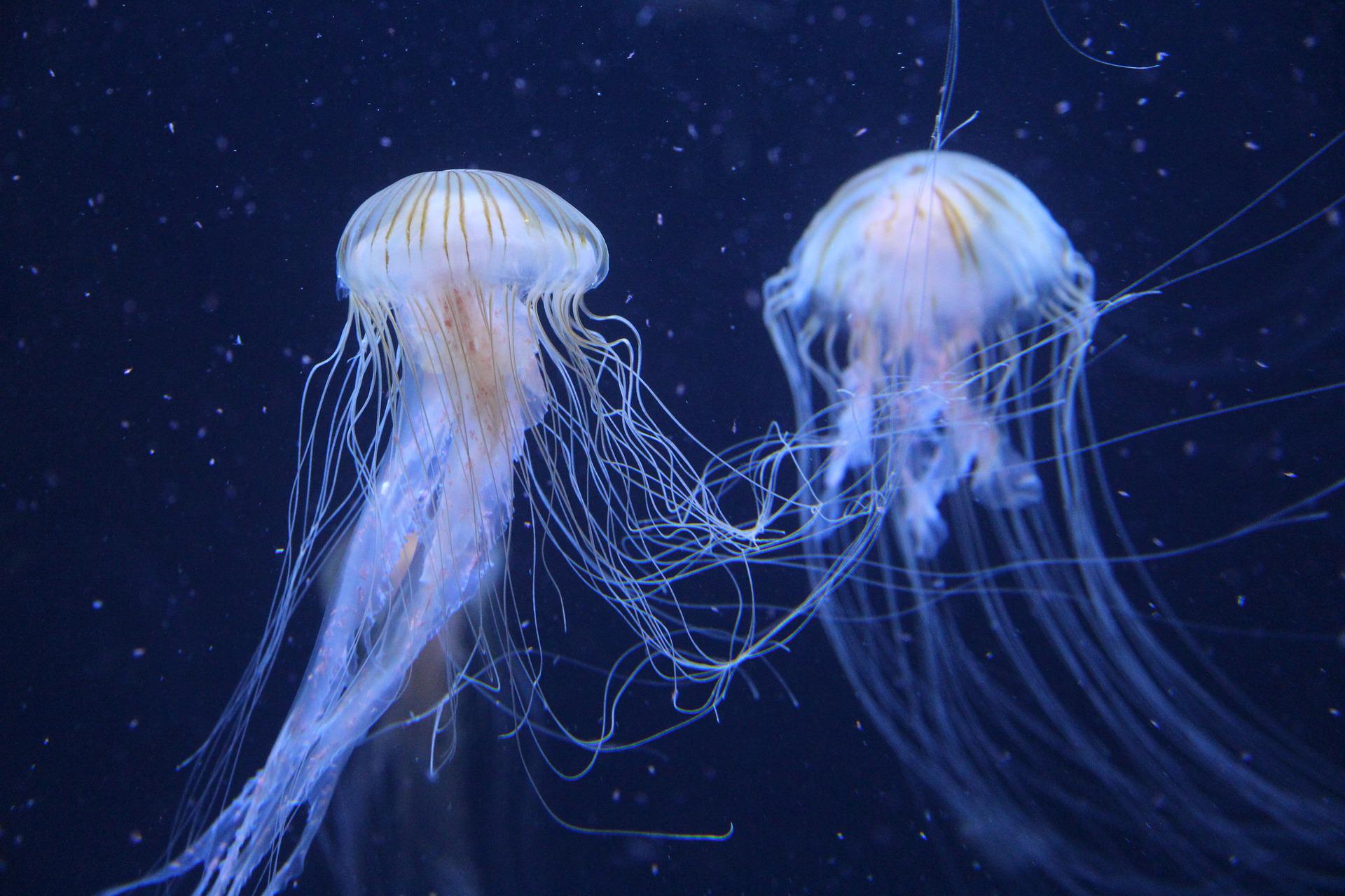 jellyfish-2427426_1920