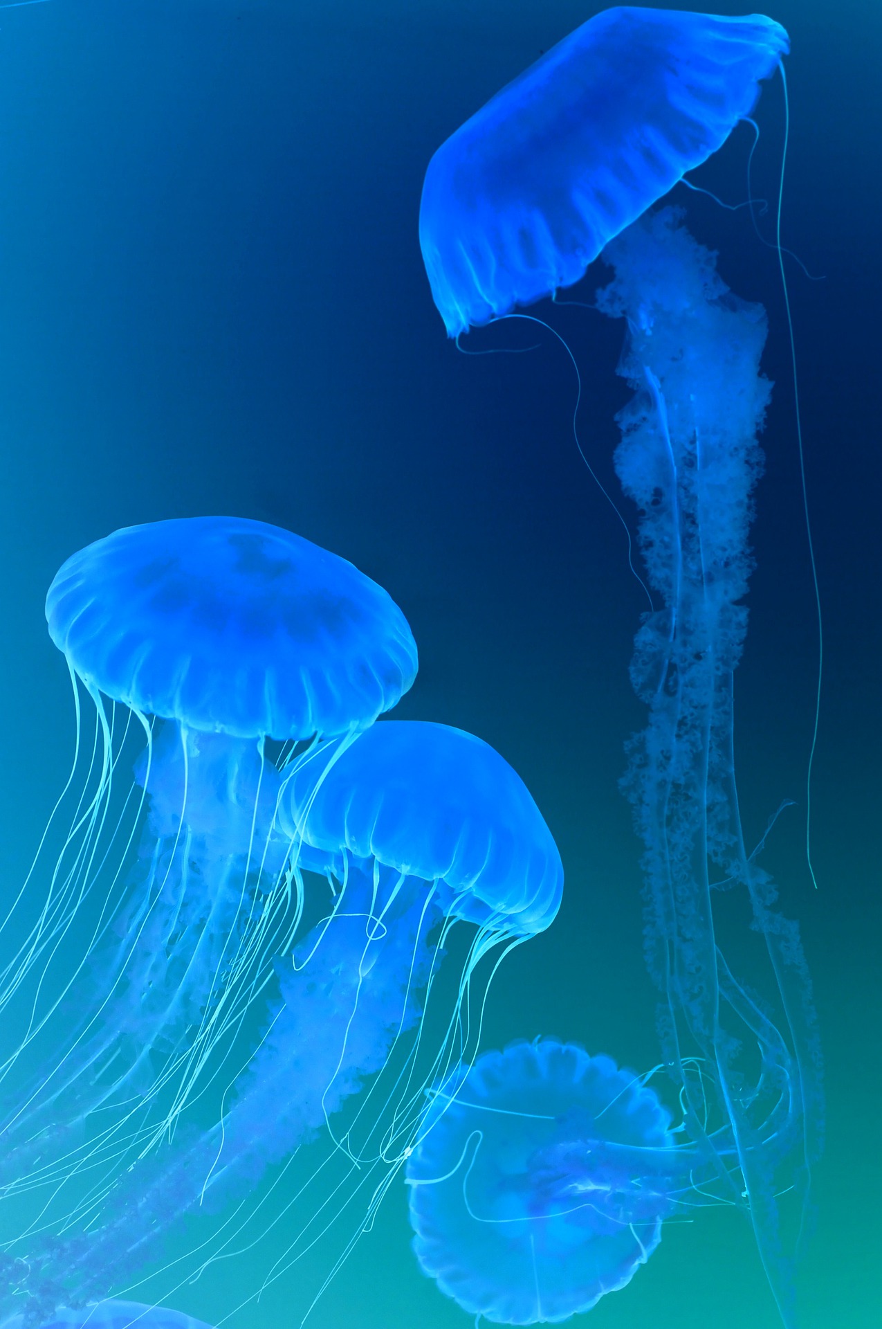 jellyfish-5252859_1920