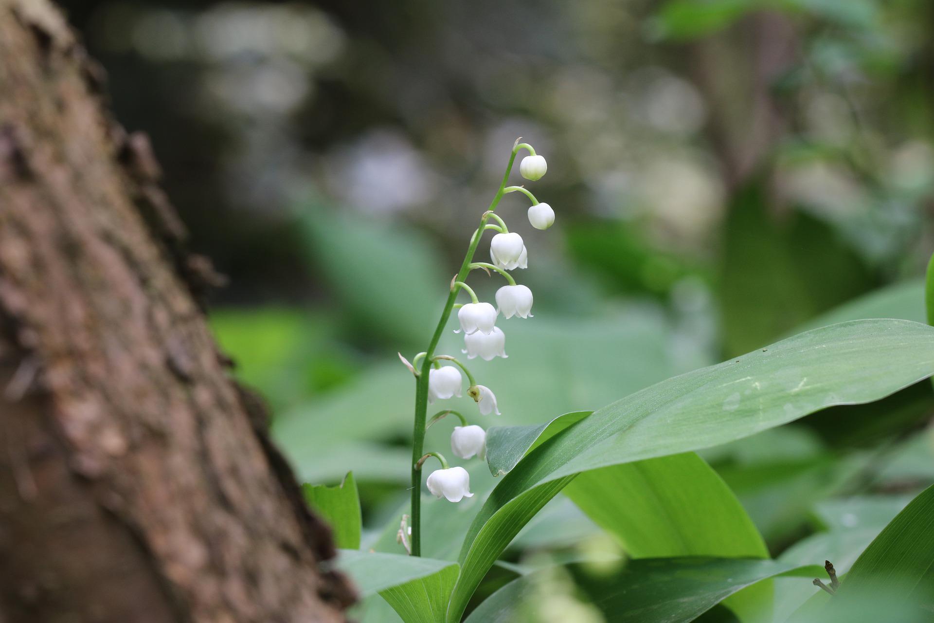lily-of-the-valley-g645c344c5_1920