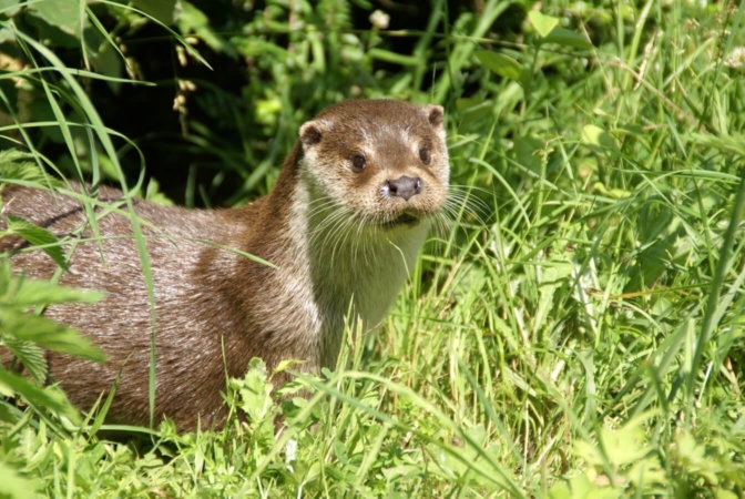 loutre-europe-ecologie-menaces-conservation-plan-national-action