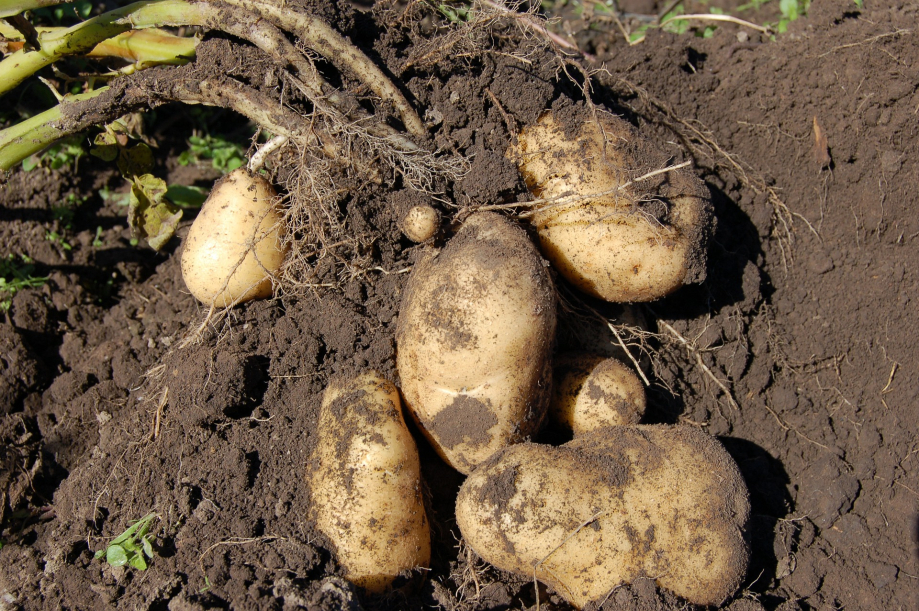 potato-1637280_1920