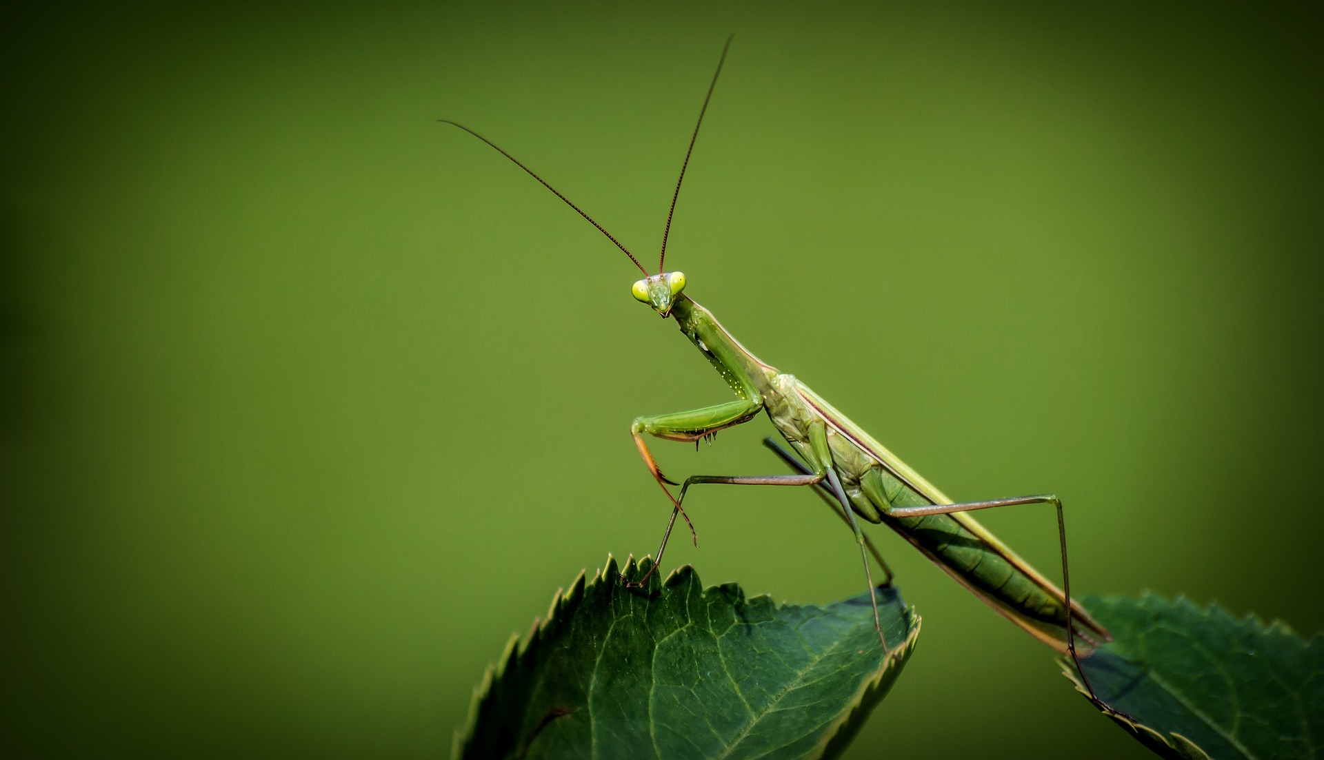 praying-mantis-1170776_1920