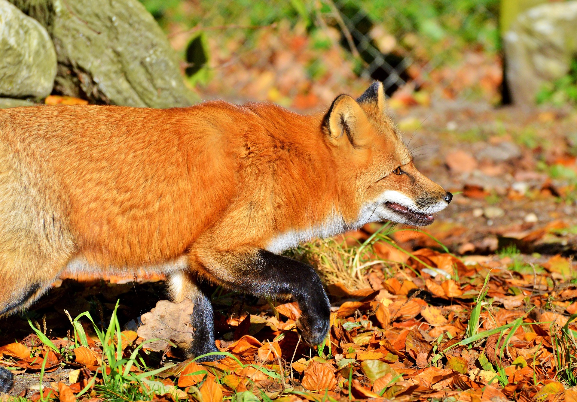 red-fox-3721183_1920