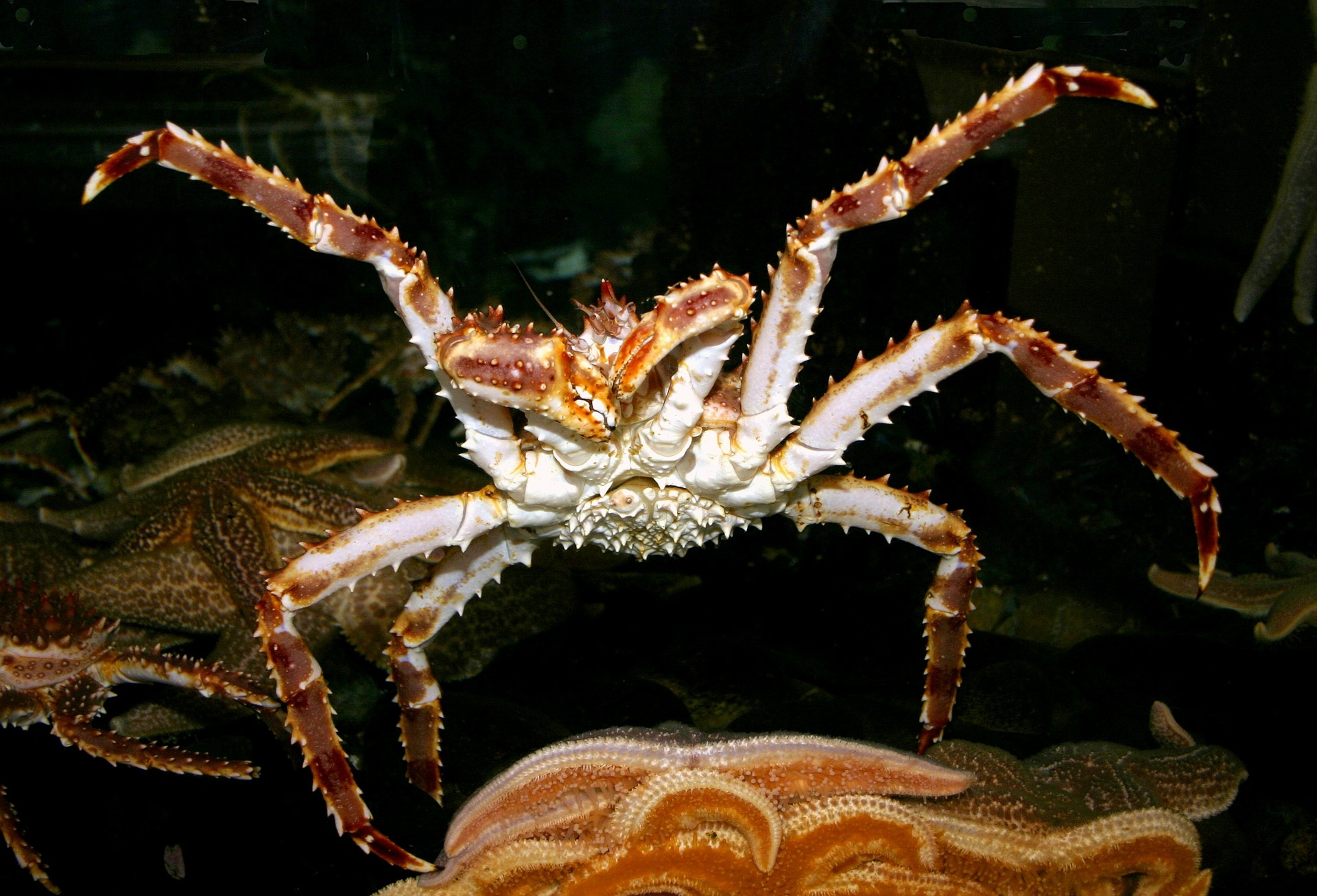 red-king-crab-79935_1920
