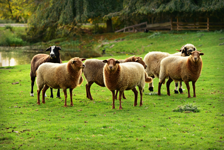 sheep-3755343_1920