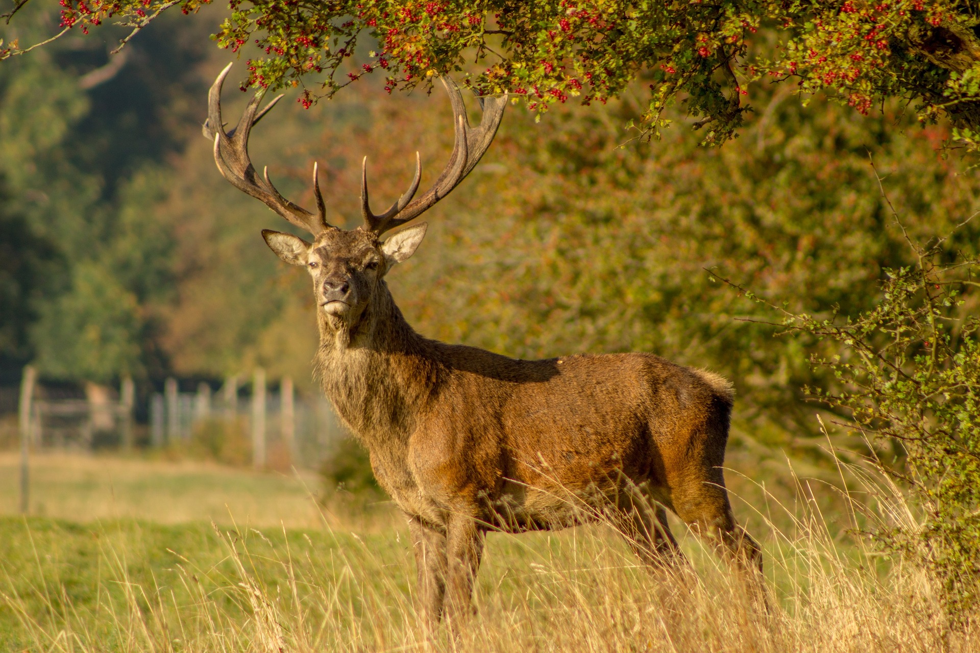 stag-1764611_1920