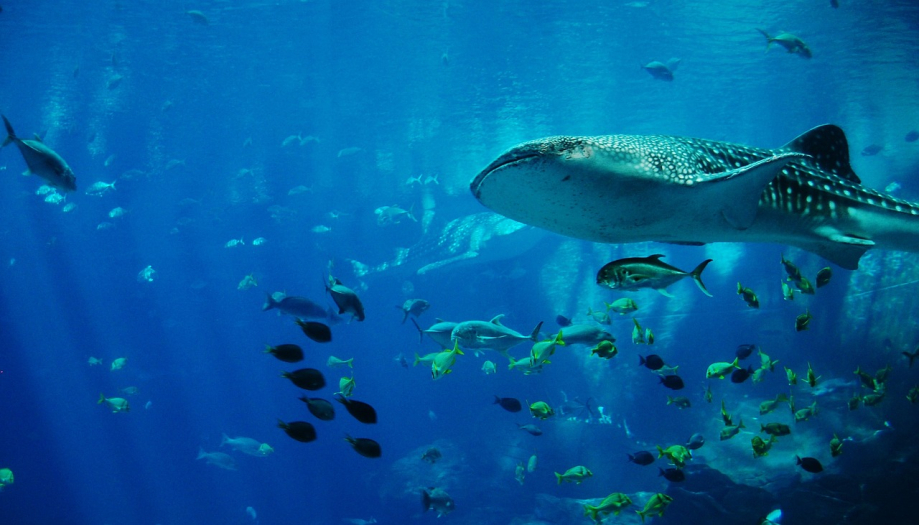 whale-shark-281498_1280