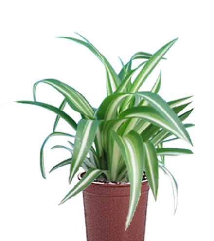 chlorophytum 2.jpg