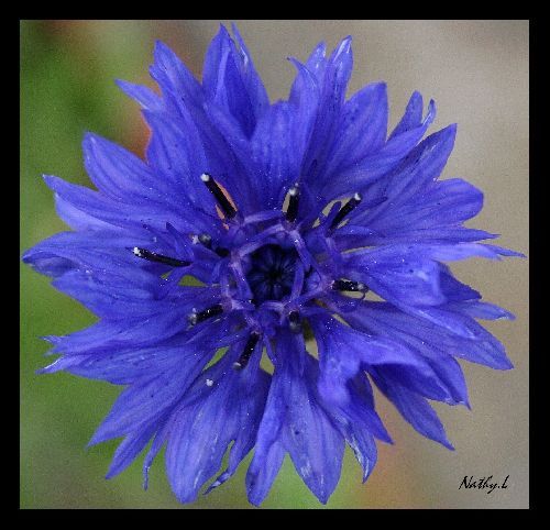 Le bleuet est de loin ma fleur préférée