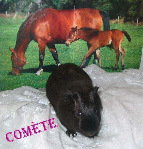 Comete