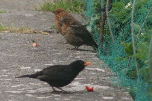 Le jardin c'est avant tout le terrain des oiseaux.