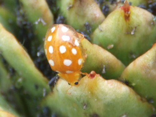 une coccinelle originale face à une invasion de pucerons ( 20/06/08)