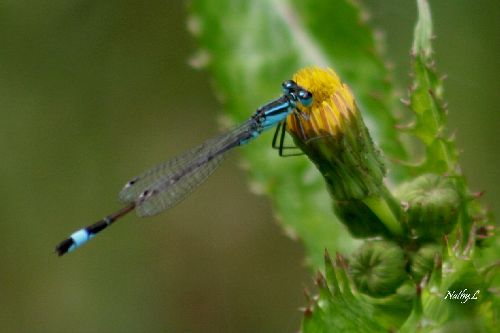 L'Agrion élégant (Bouvaincourt 08 )