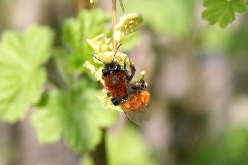 andrena fulva