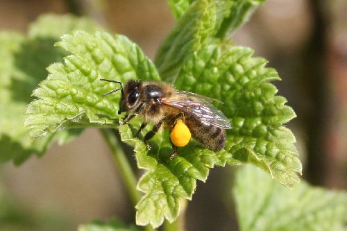 abeille domestique ou méllifère
