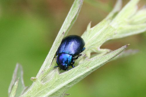 rencontre avec un super scarabé entre Yzengremer et Méneslie ( Méloe proscarabeus ) 