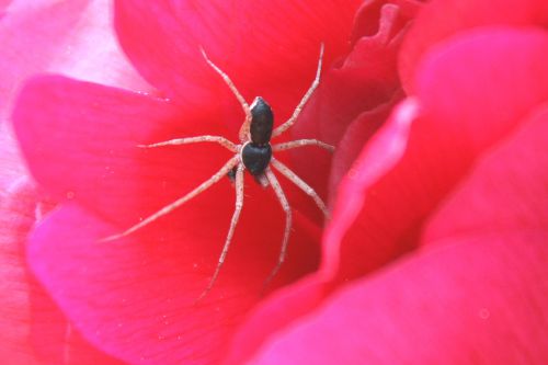 philodromus mâle