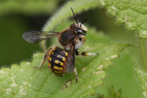 anthidie (abeille solitaire)