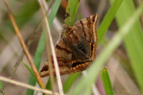 Euclidia glyphica ( la doublure jaune)