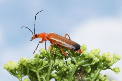 cantharides (rhagonycha fulva)