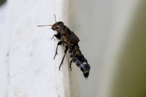 staphylinides