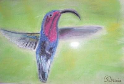 39 - Le colibri