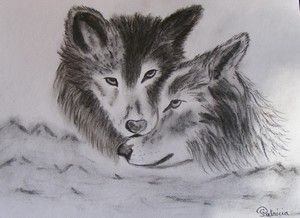 71 - Le couple de loups